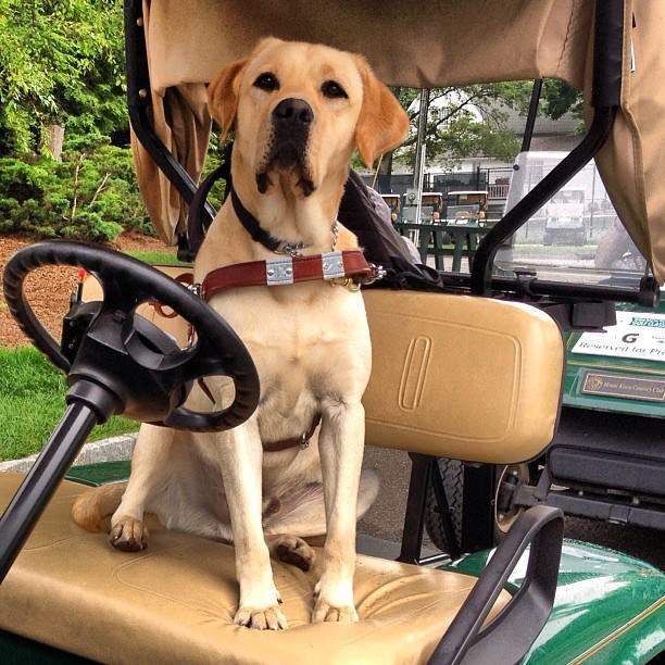 Guiding eyes for shop the blind store