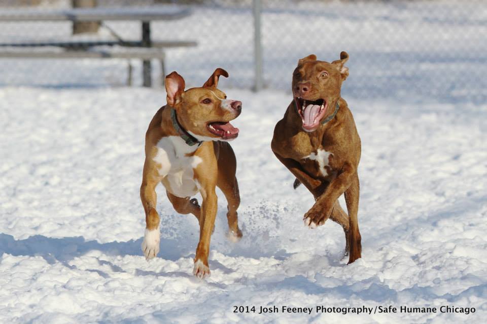 Safe Humane Chicago