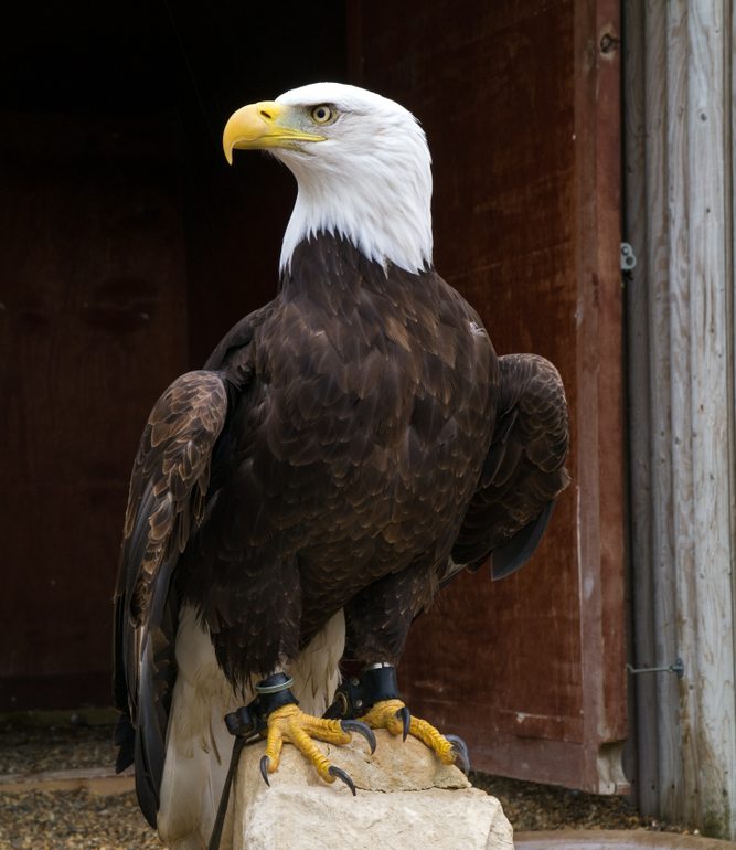 A bald eagle tethered to a post.